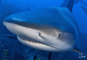 Reef Shark closes in for a visit. by Steven Anderson 